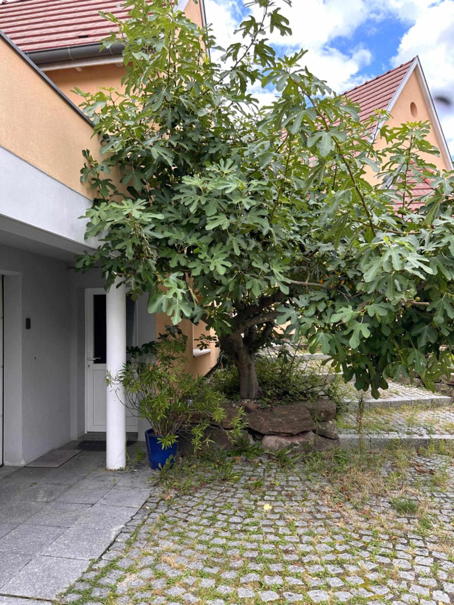 Chambre Privative Au Rez De Jardin Dans Villa La Wantzenau Exterior foto